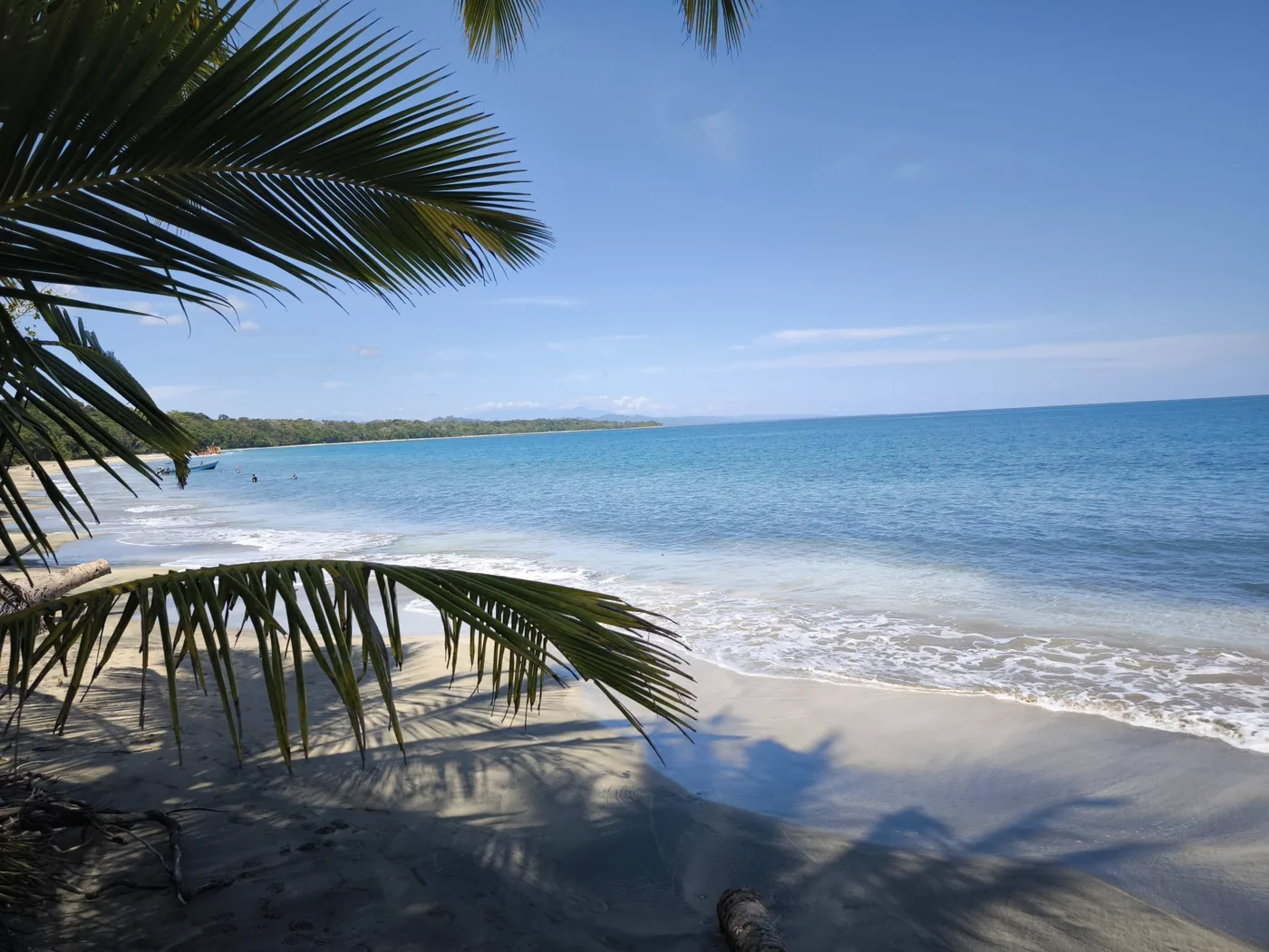 A quiet turquoise shore seen through palm fronds